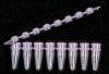 Nat. 8-Strip PCR