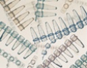 PCR Tubes