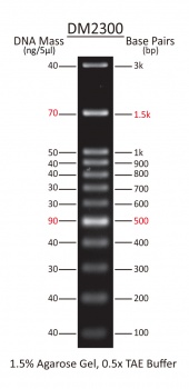 100 - 3,000 bp Ready-to-use DNA Ladder with Pre-mixed Loading Dye and sharp bands, 12 Bands, Each