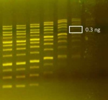 SmoBio DNA Fluor 6X Loading Dye, 1ml