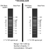 100bp DNA Ladder H3 RTU (Ready-to-Use)