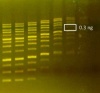 SmoBio DNA Fluor 6X Loading Dye, 1ml