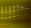 SmoBio DNA Fluor 6X Loading Dye, 1ml