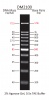 100 - 1,500 bp Ready-to-use DNA Ladder with Pre-mixed Loading Dye and sharp bands, 11 Bands, Each