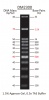 100 - 3,000 bp Ready-to-use DNA Ladder with Pre-mixed Loading Dye and sharp bands, 12 Bands, Each