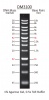 250 - 10,000 bp Ready-to-use DNA Ladder with Pre-mixed Loading Dye and sharp bands, 13 Bands, Each