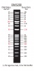 100 - 10,000 bp Ready-to-use DNA Ladder with Pre-mixed Loading Dye and sharp bands, 19 Bands, Each