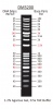 100 - 10,000 bp Ready-to-use DNA Ladder with Pre-mixed Loading Dye and sharp bands, 19 Bands, Each